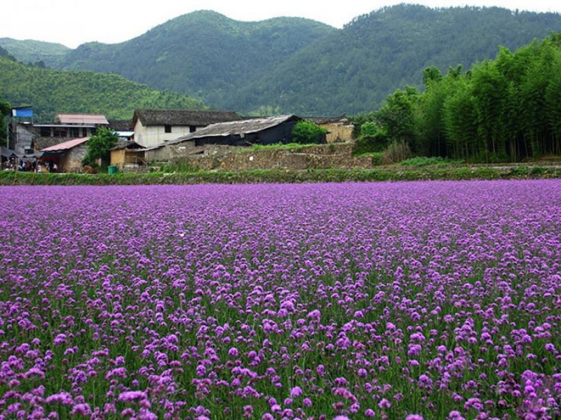 马鞭草花海