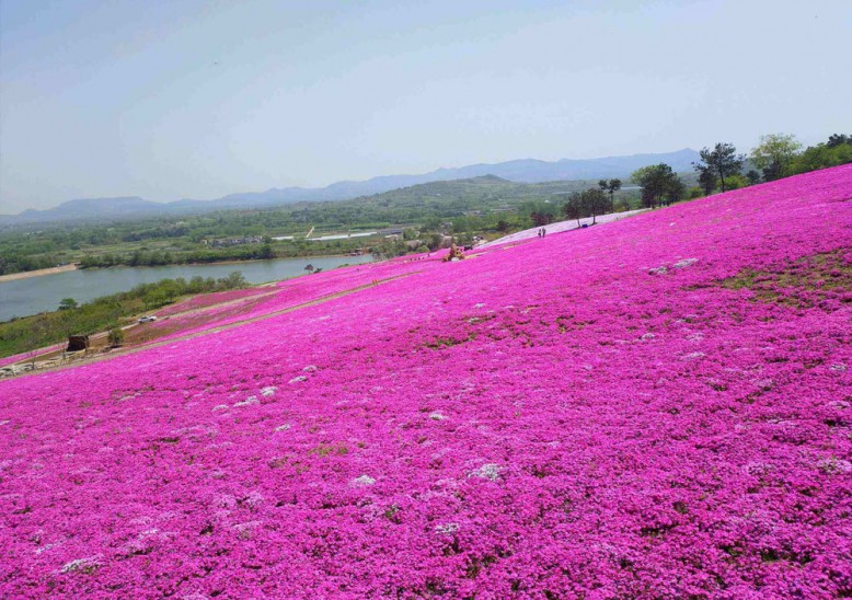 芝樱花海