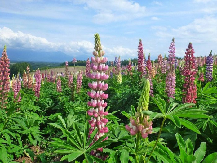 鲁冰花花海