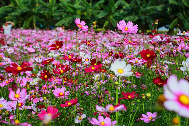 波斯菊花海