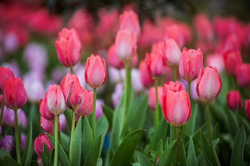 郁金香花海