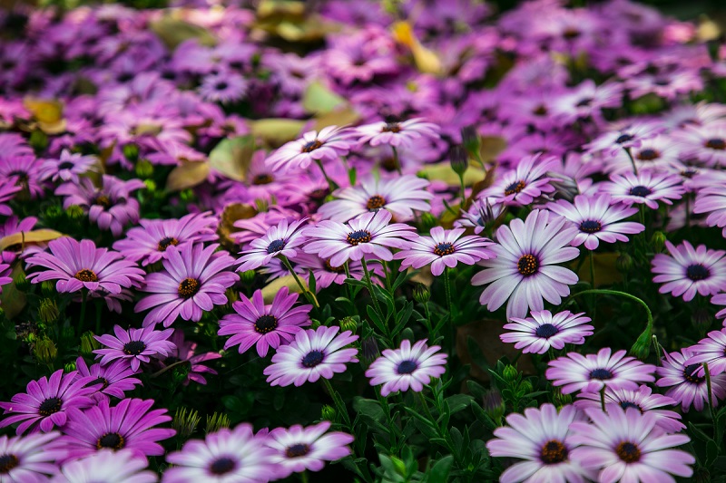 雏菊花海