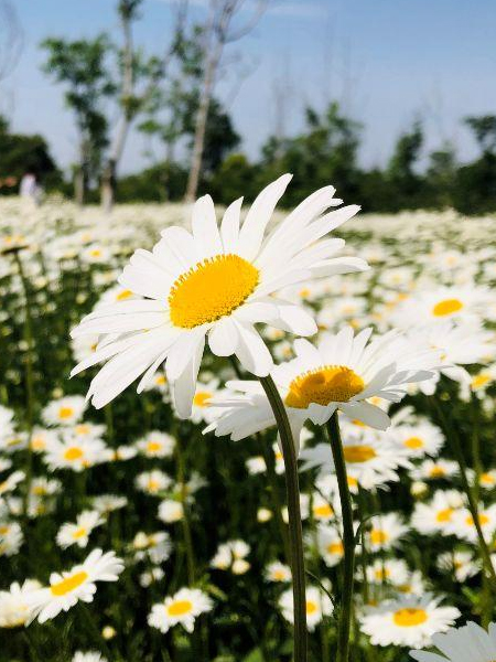 大滨菊花海