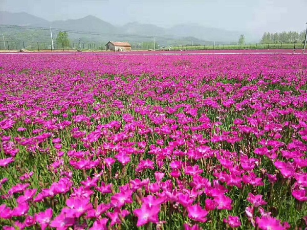 欧石竹花海